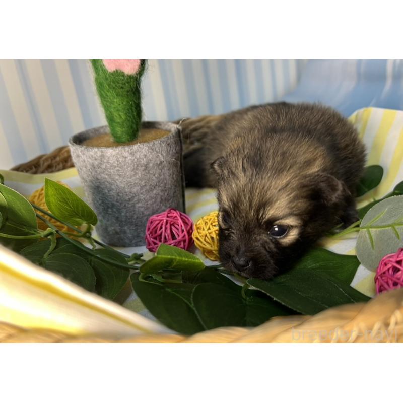 販売中の神奈川県のポメラニアン-433587の5枚目