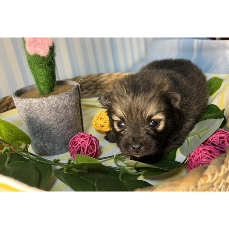 販売中の神奈川県のポメラニアン-433587の4枚目