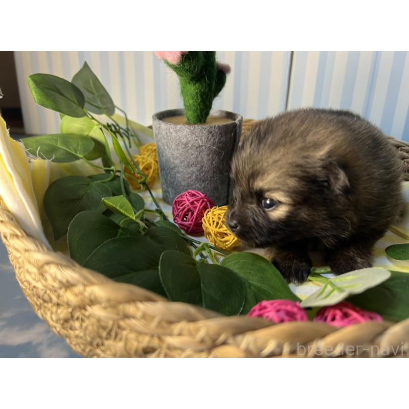 販売中の神奈川県のポメラニアン-433587の3枚目