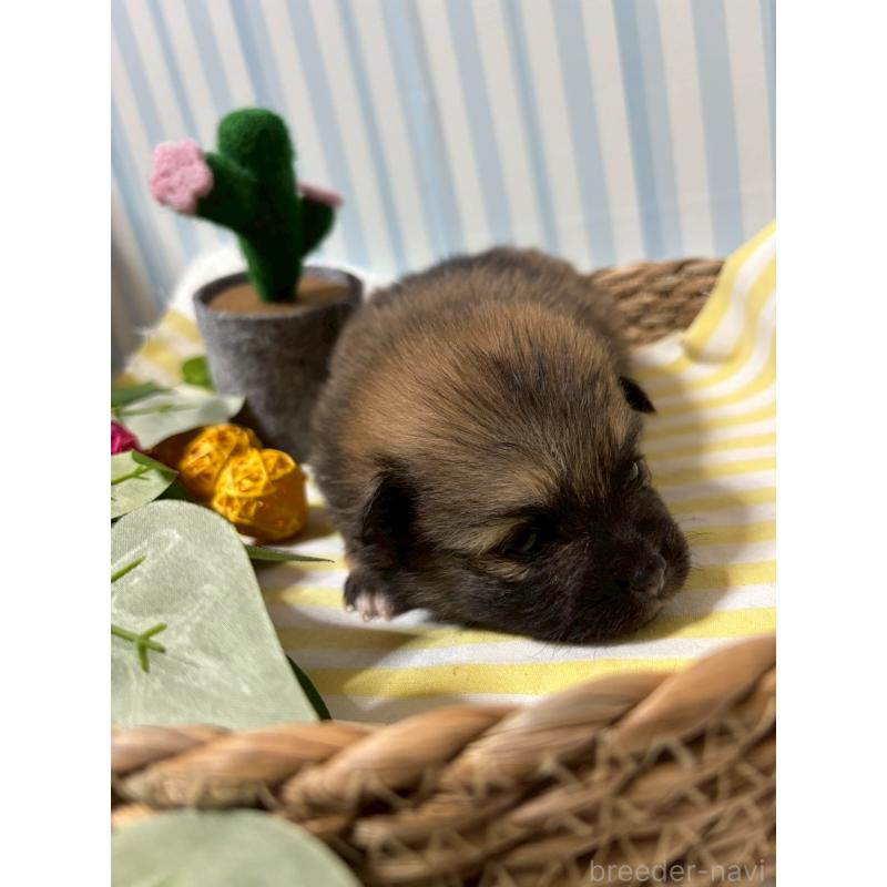 販売中の神奈川県のポメラニアン-433587の2枚目