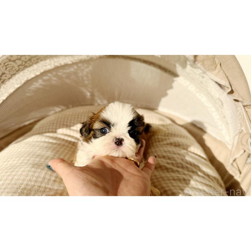 販売中の東京都のシーズー-433579の5枚目