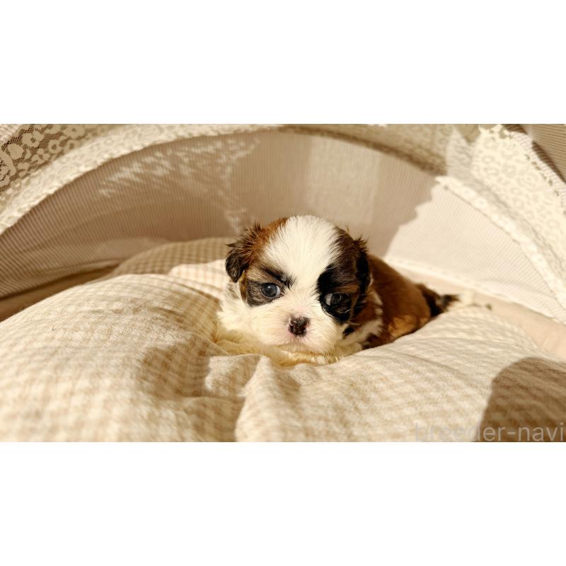 販売中の東京都のシーズー-433579の4枚目