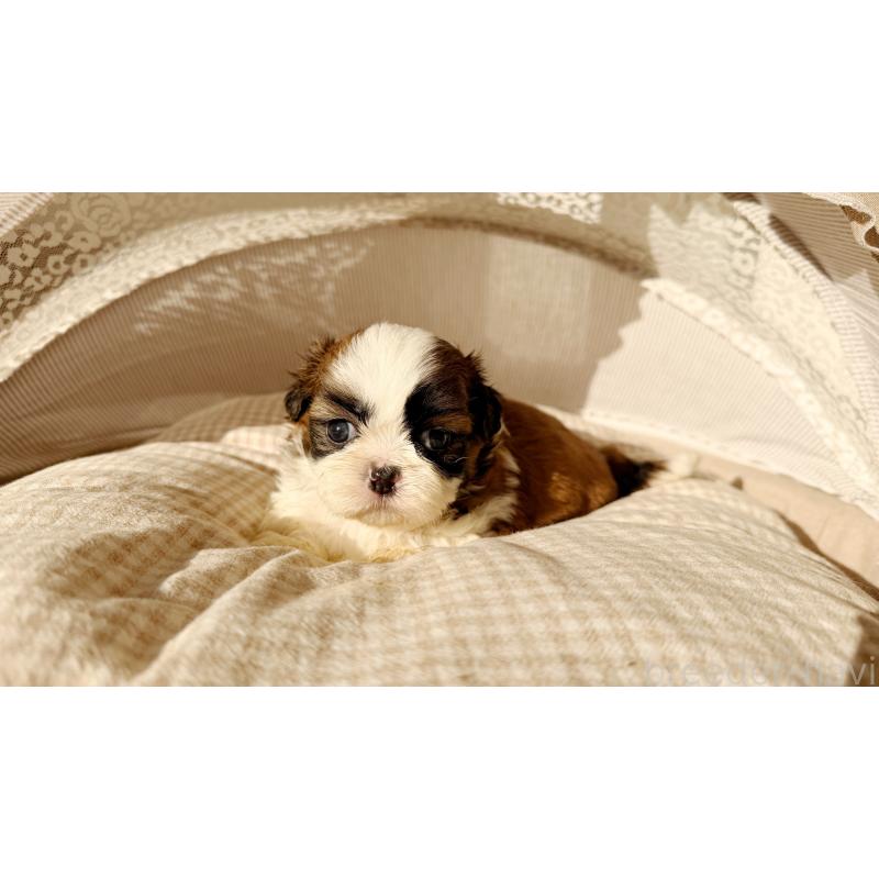 販売中の東京都のシーズー-433579の3枚目