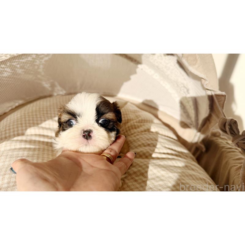 販売中の東京都のシーズー-433579の2枚目