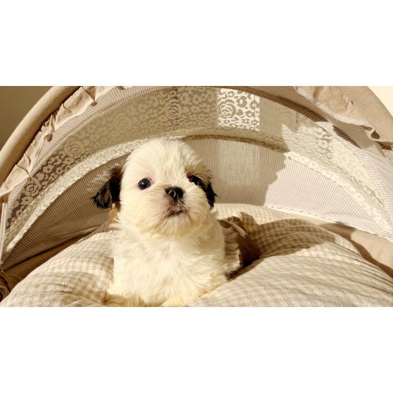 販売中の東京都のシーズー-433583の4枚目