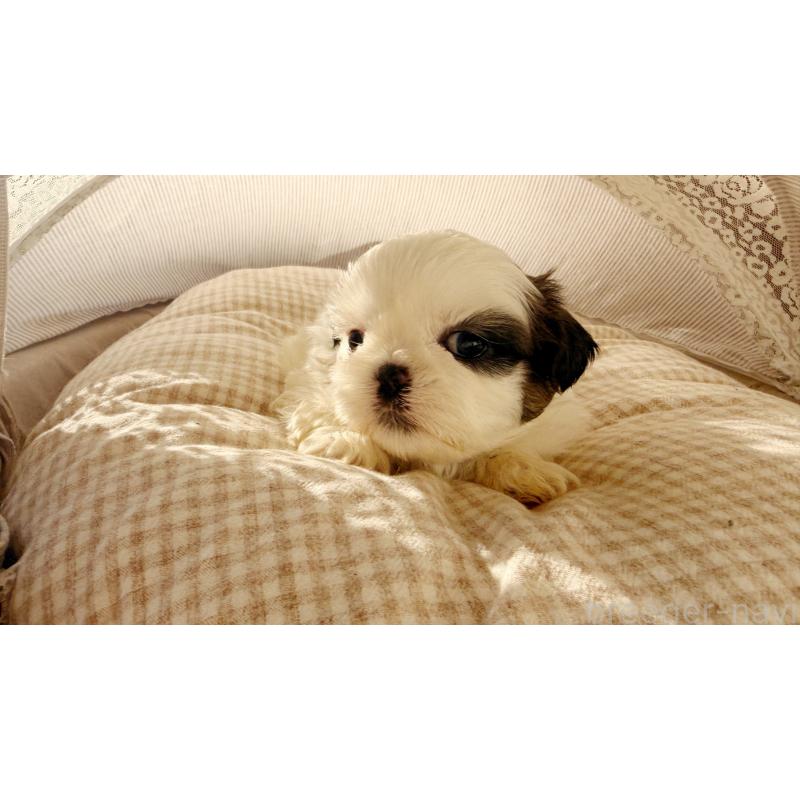 販売中の東京都のシーズー-433583の3枚目