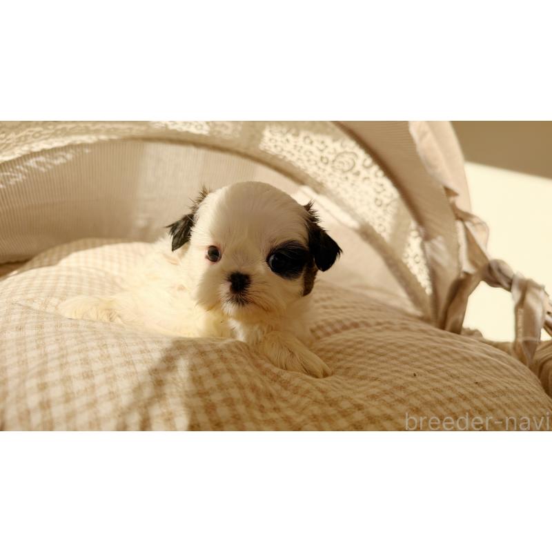 販売中の東京都のシーズー-433583の2枚目