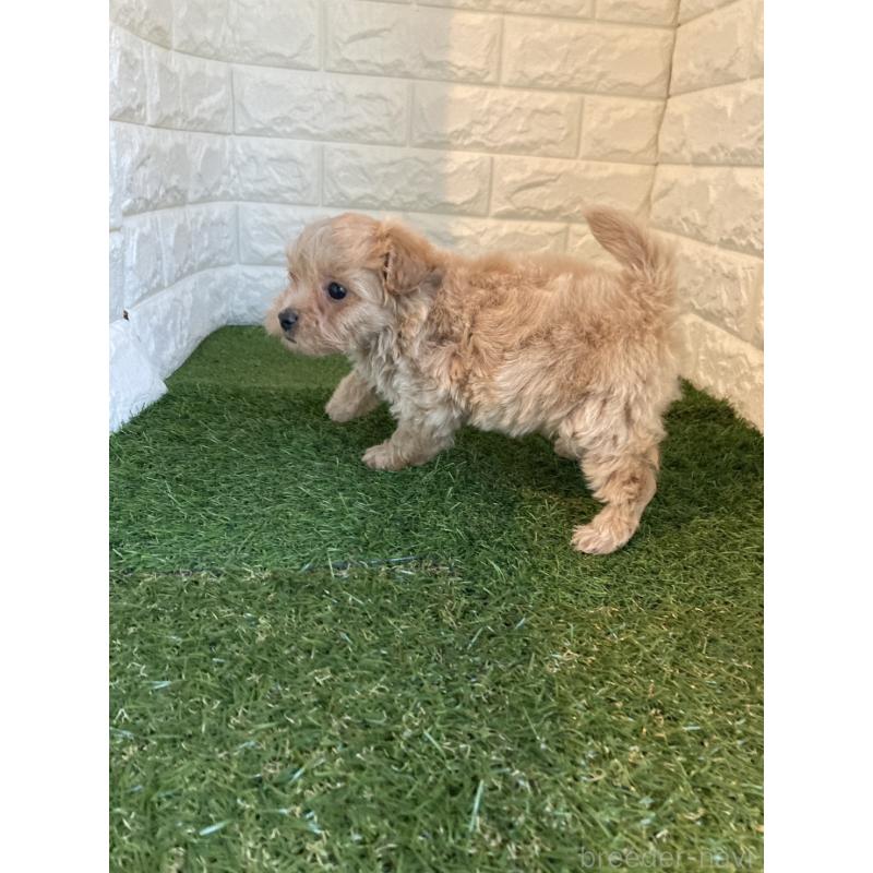 販売中の東京都のマルプー:マルチーズ×トイプードル-433585の5枚目