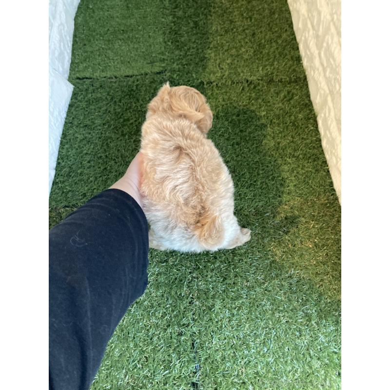 販売中の東京都のマルプー:マルチーズ×トイプードル-433585の4枚目