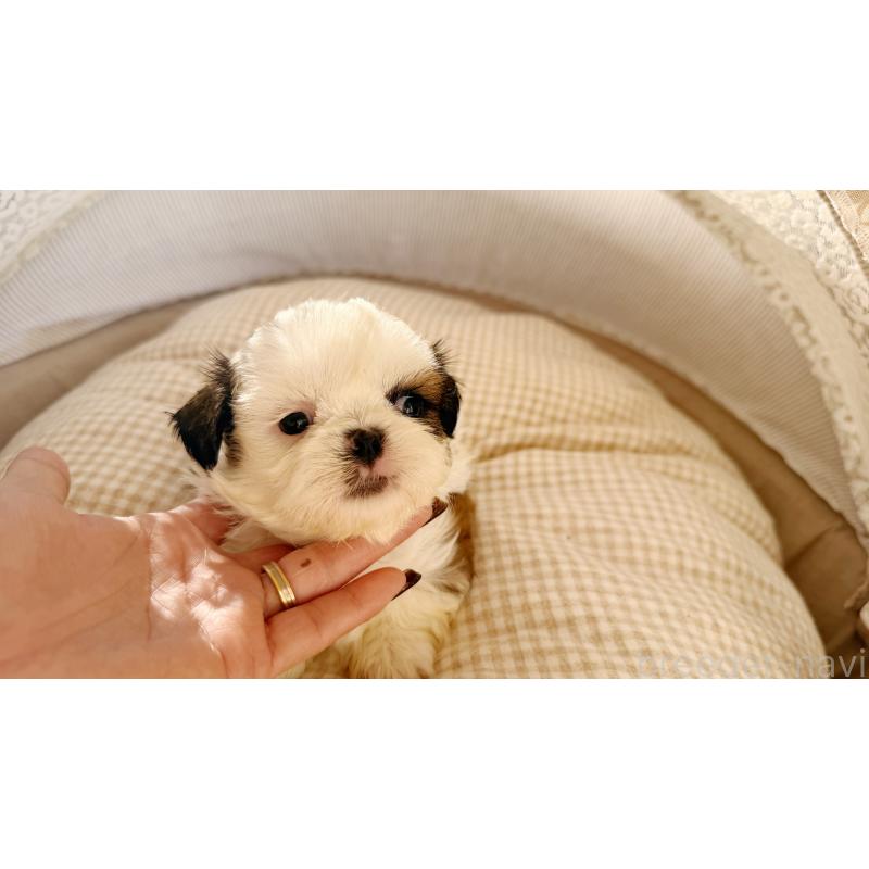 販売中の東京都のシーズー-433586の5枚目