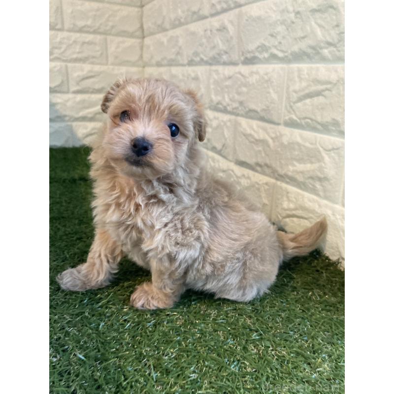 販売中の東京都のマルプー:マルチーズ×トイプードル-433585の3枚目