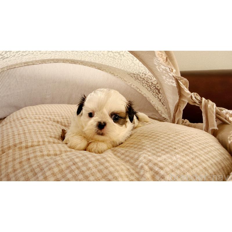 販売中の東京都のシーズー-433586の4枚目