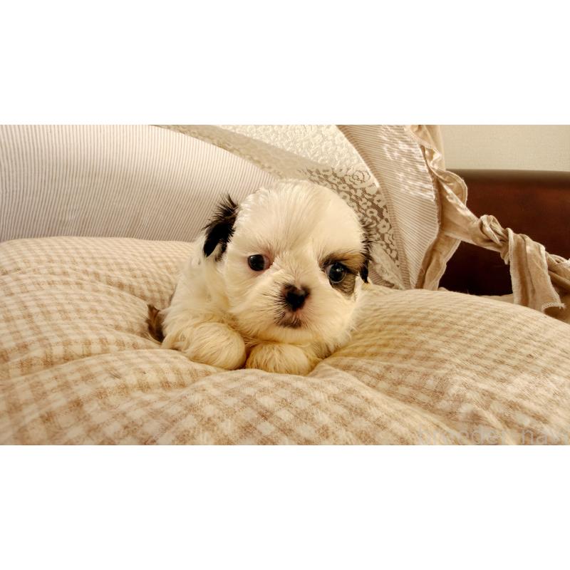 販売中の東京都のシーズー-433586の3枚目