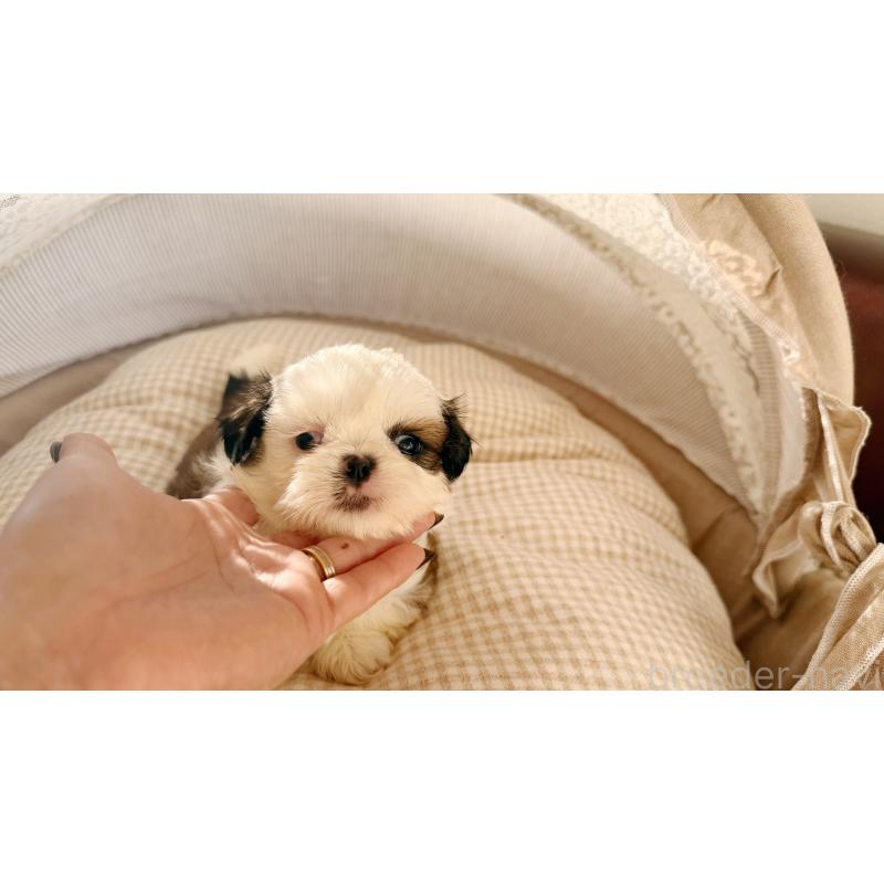 販売中の東京都のシーズー-433586の2枚目