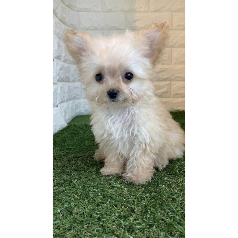 販売中の東京都のチワプー:チワワ×トイプードル-433589の10枚目