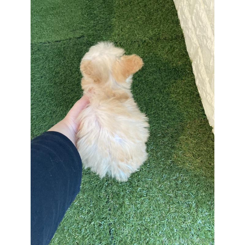 販売中の東京都のチワプー:チワワ×トイプードル-433589の8枚目