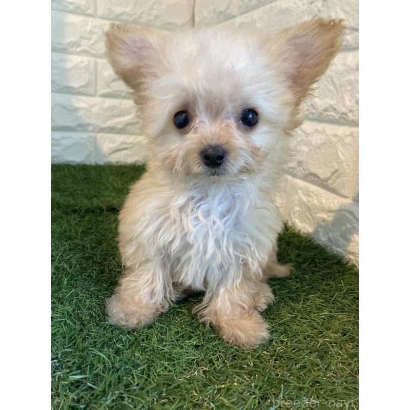 販売中の東京都のチワプー:チワワ×トイプードル-433589の7枚目