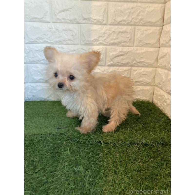 販売中の東京都のチワプー:チワワ×トイプードル-433589の6枚目