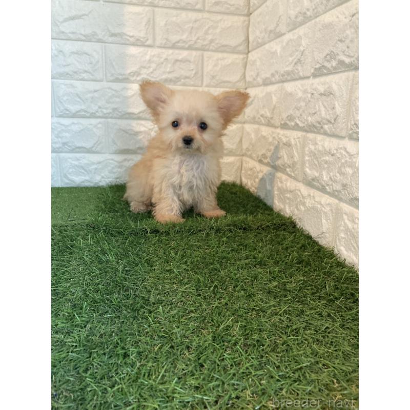 販売中の東京都のチワプー:チワワ×トイプードル-433589の5枚目