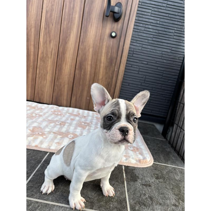 販売中の京都府のフレンチブルドッグ-422751の1枚目