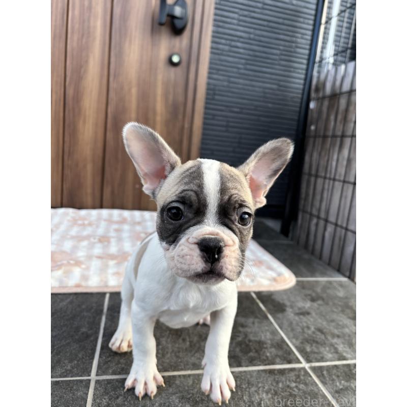 販売中の京都府のフレンチブルドッグ-422751の9枚目
