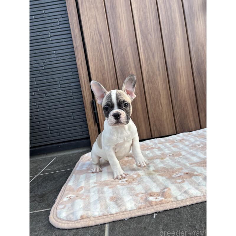販売中の京都府のフレンチブルドッグ-422751の8枚目