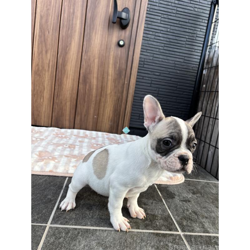 販売中の京都府のフレンチブルドッグ-422751の7枚目