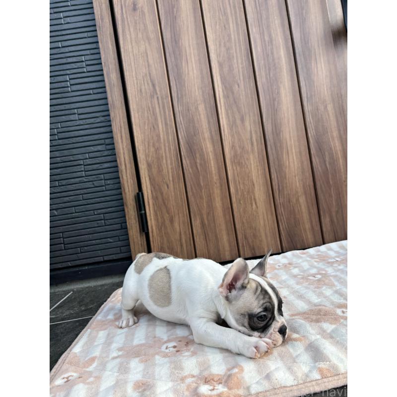 販売中の京都府のフレンチブルドッグ-422751の6枚目