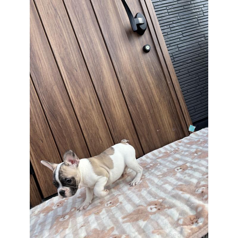 販売中の京都府のフレンチブルドッグ-422751の5枚目