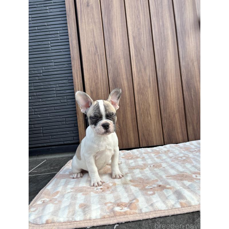販売中の京都府のフレンチブルドッグ-422751の3枚目