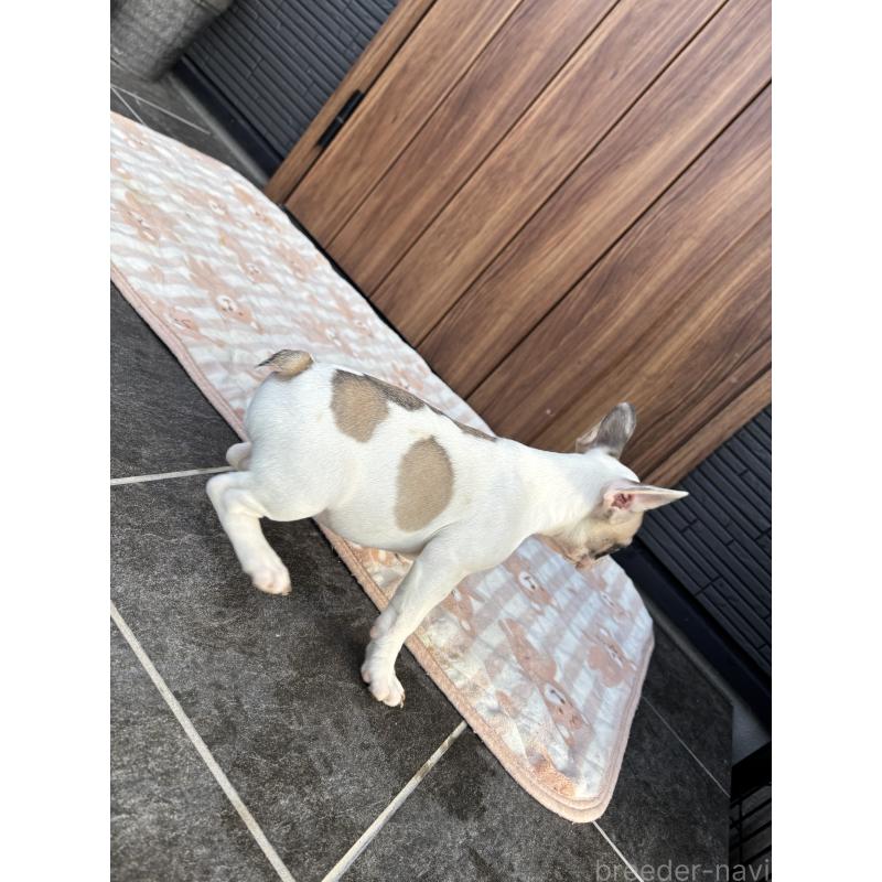 販売中の京都府のフレンチブルドッグ-422751の2枚目