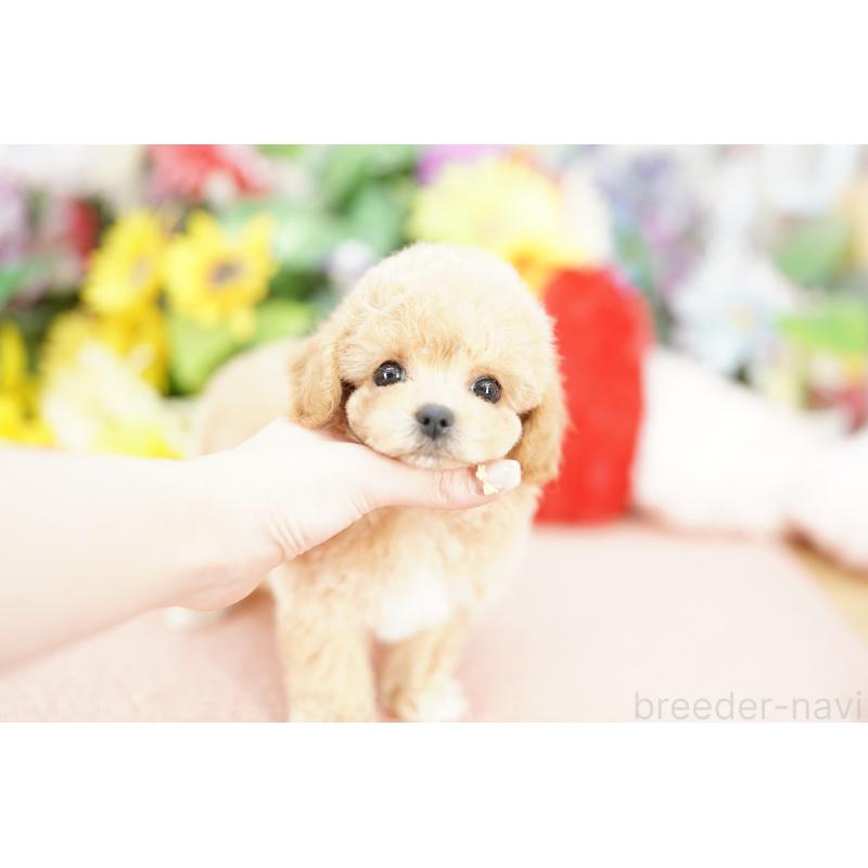 販売中の埼玉県のビションプー:ビションフリーゼ×トイプードル-433594の5枚目