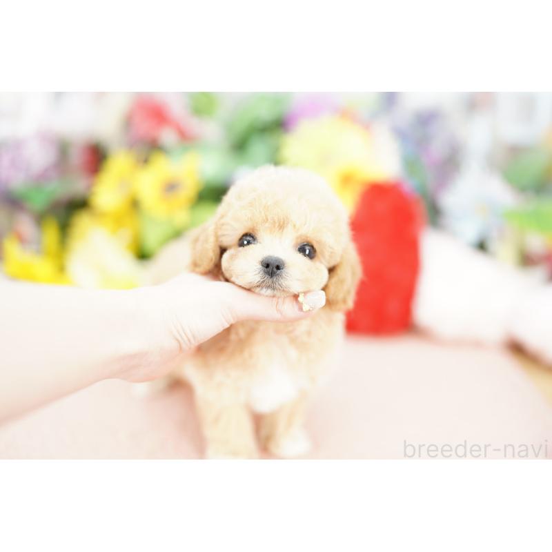 販売中の埼玉県のビションプー:ビションフリーゼ×トイプードル-433594の4枚目