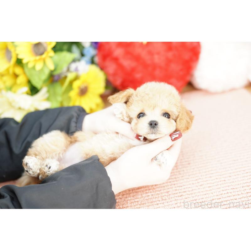 販売中の埼玉県のビションプー:ビションフリーゼ×トイプードル-433594の2枚目