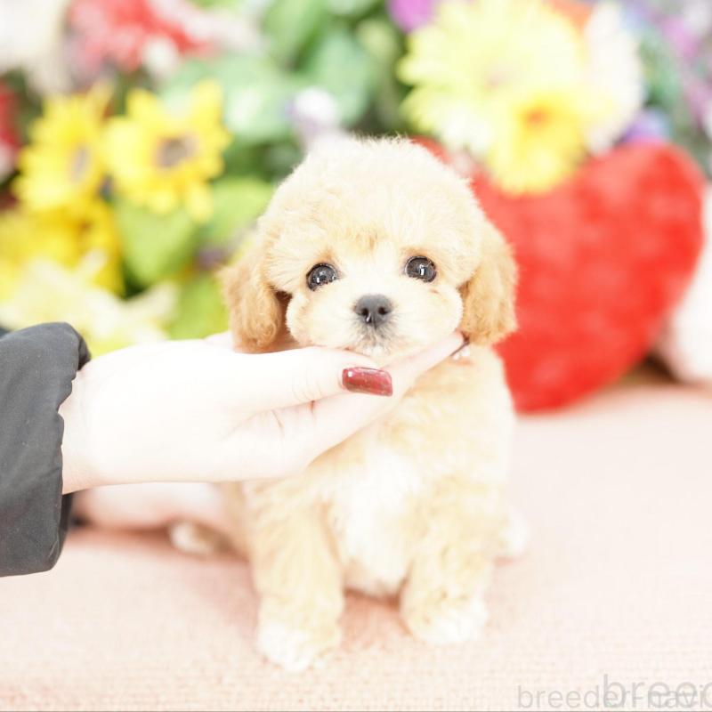 販売中の埼玉県のビションプー:ビションフリーゼ×トイプードル-433594