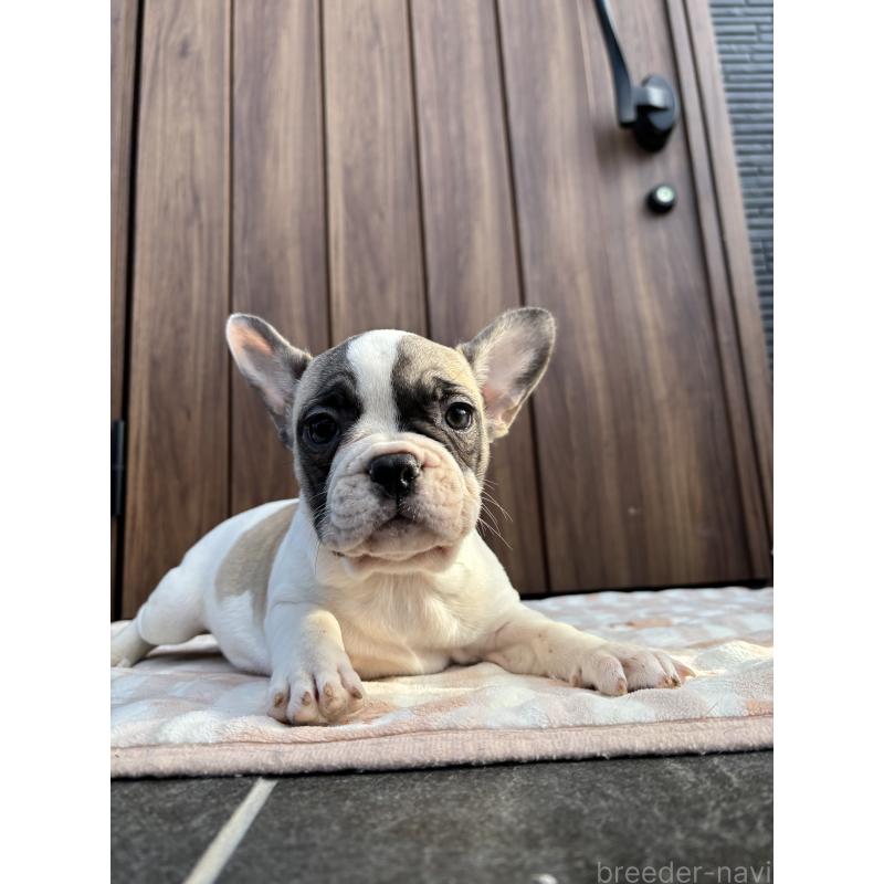 販売中の京都府のフレンチブルドッグ-422750