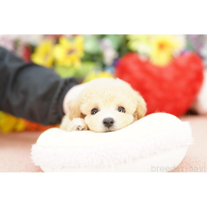 販売中の埼玉県のビションプー:ビションフリーゼ×トイプードル-433598の4枚目