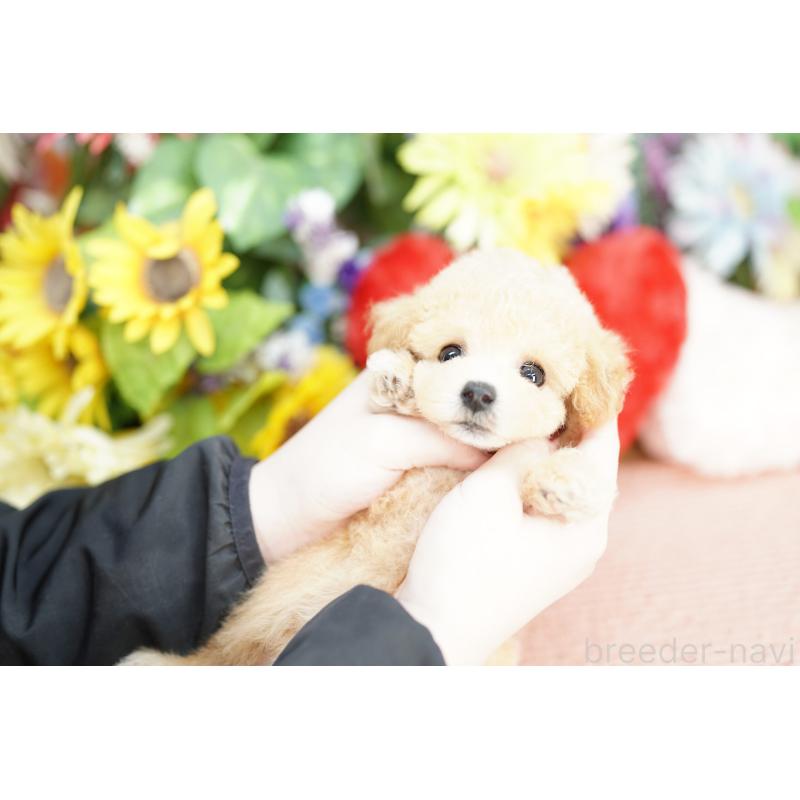 販売中の埼玉県のビションプー:ビションフリーゼ×トイプードル-433598の3枚目