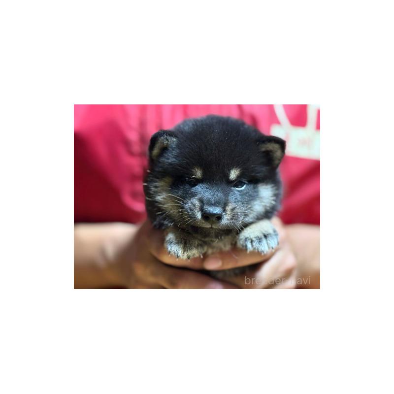 販売中の千葉県の豆柴-433596の2枚目