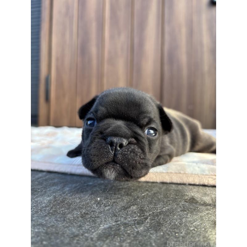 販売中の京都府のフレンチブルドッグ-430701