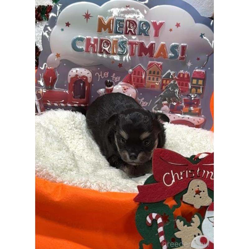 販売中の福岡県のチワワ(ロングコート)-433602の5枚目