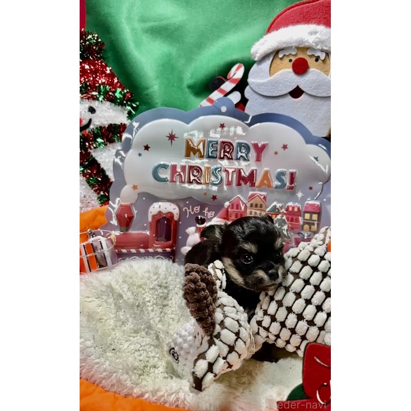 販売中の福岡県のチワワ(ロングコート)-433602の4枚目