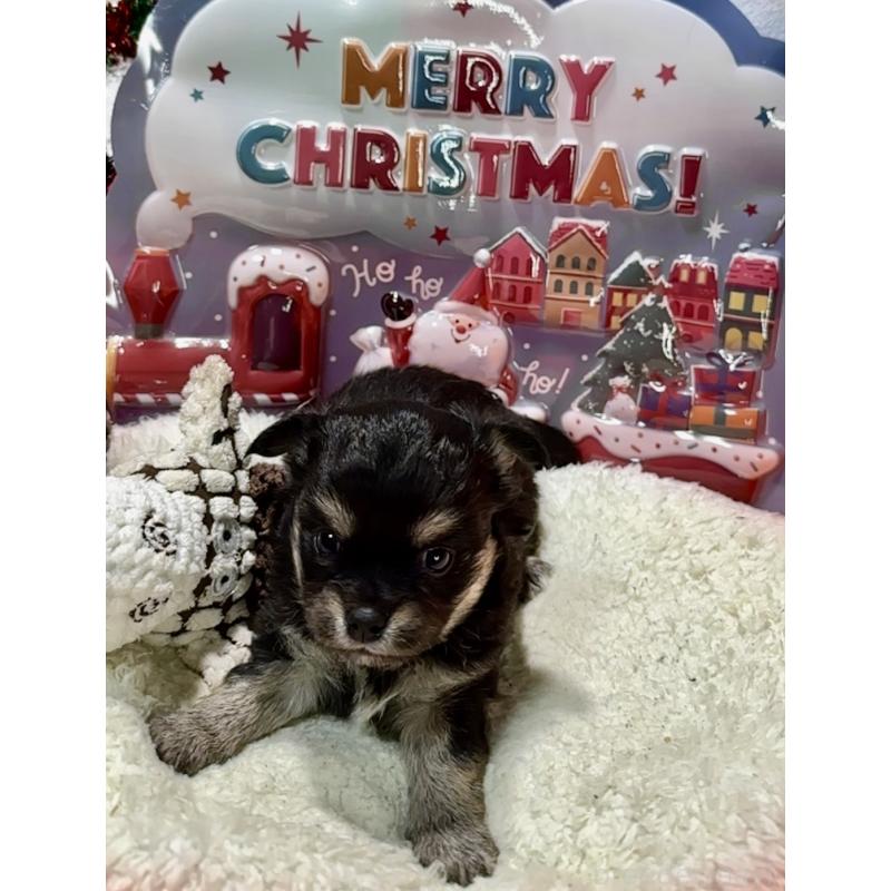 販売中の福岡県のチワワ(ロングコート)-433602の3枚目