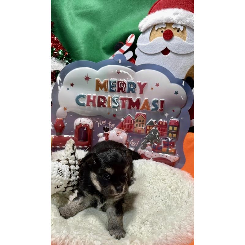 販売中の福岡県のチワワ(ロングコート)-433602の2枚目