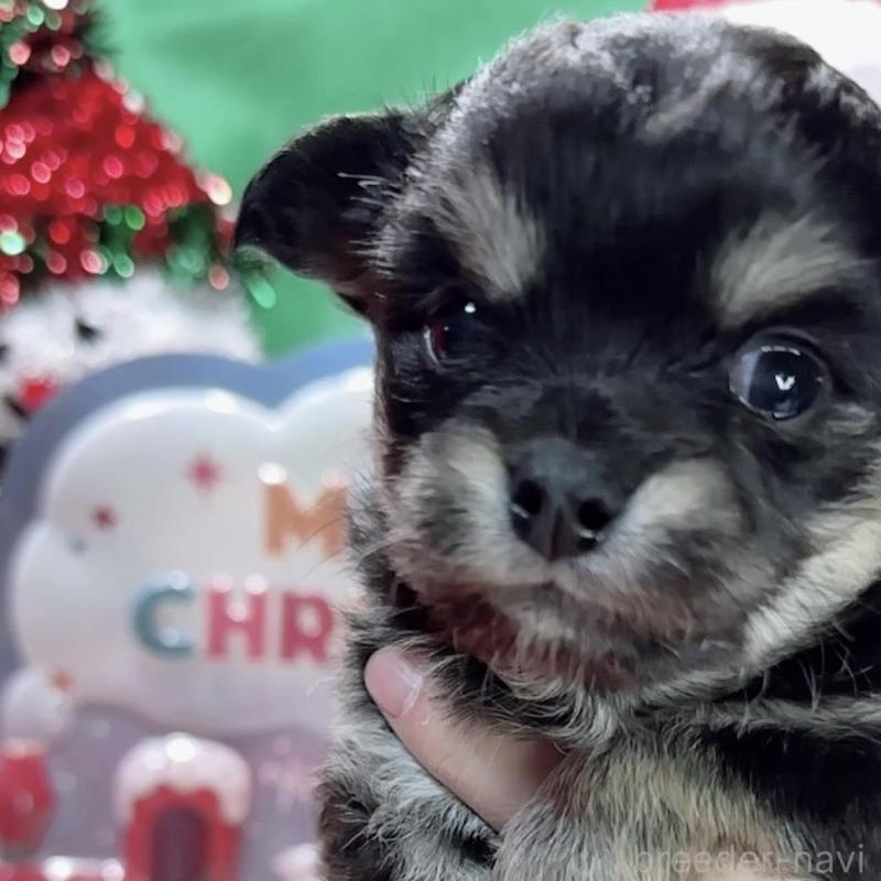 販売中の福岡県のチワワ(ロングコート)-433602