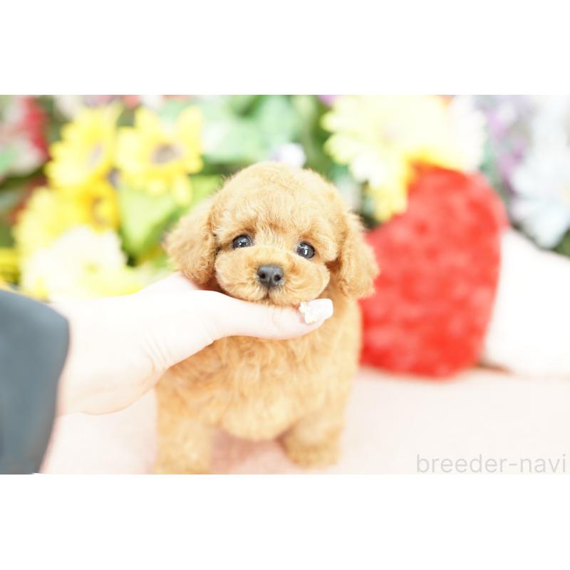 販売中の埼玉県のトイプードル-433603の4枚目