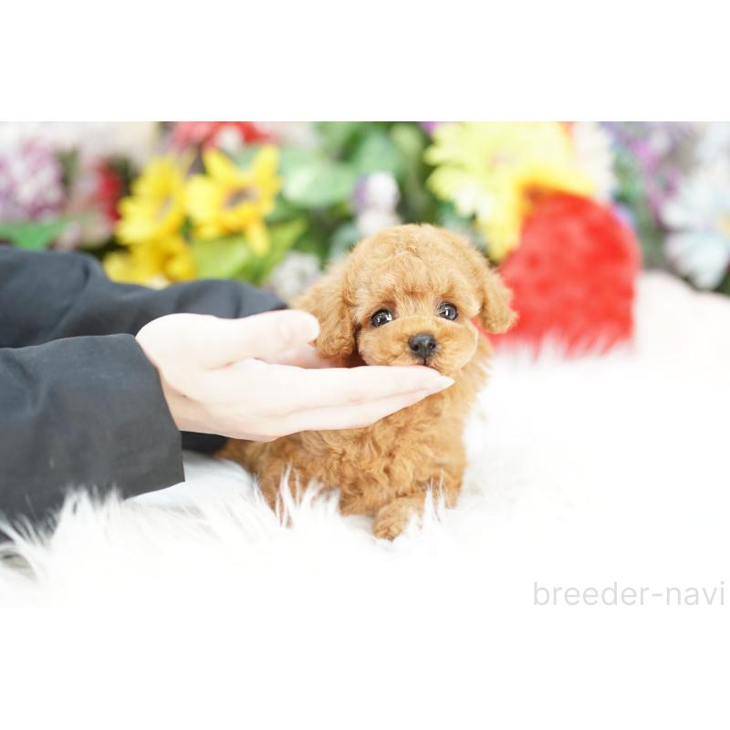 販売中の埼玉県のトイプードル-433603の3枚目