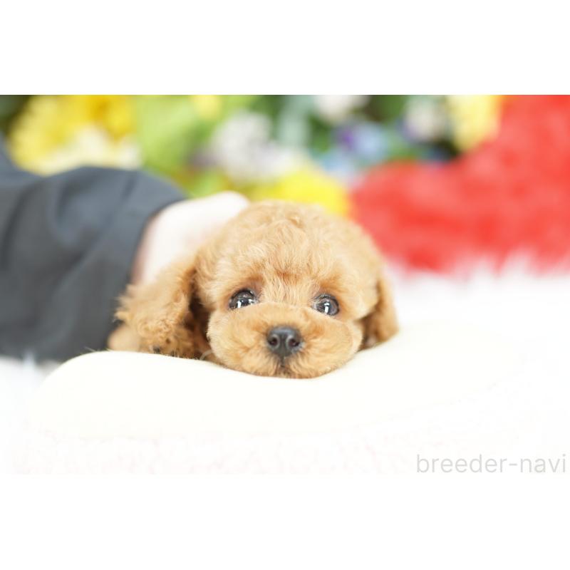 販売中の埼玉県のトイプードル-433603の2枚目