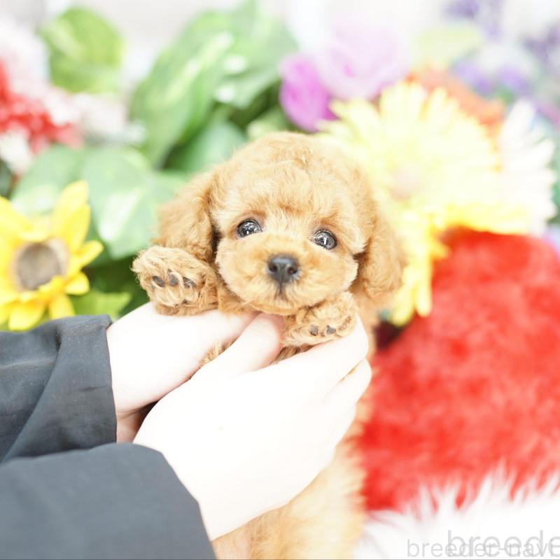 販売中の埼玉県のトイプードル-433603