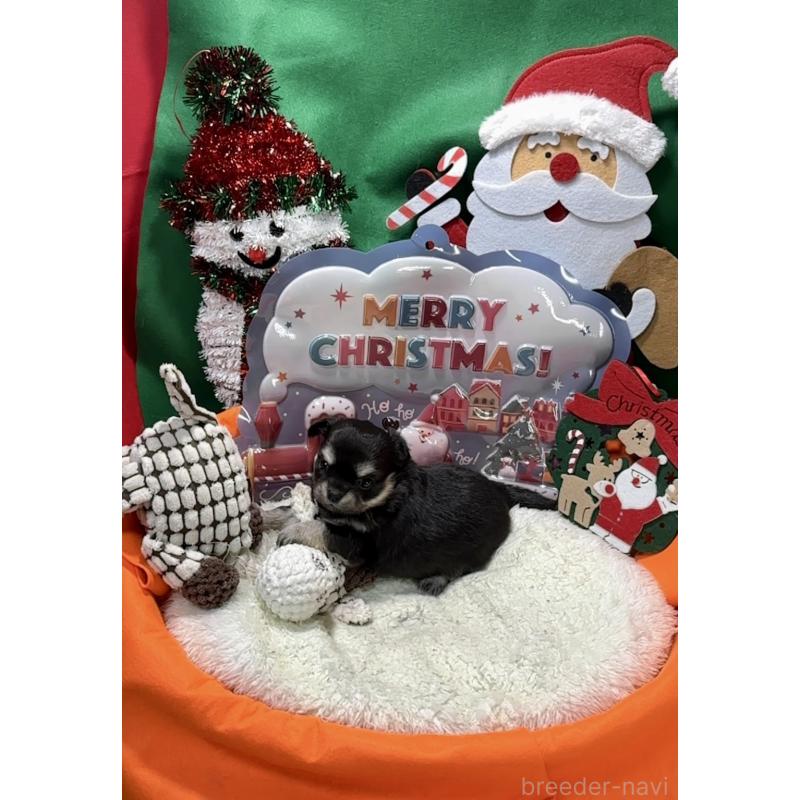 販売中の福岡県のチワワ(ロングコート)-433605の5枚目